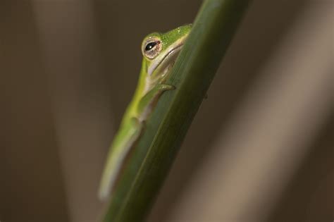 Wildlife in the Everglades - Florida National Parks Association