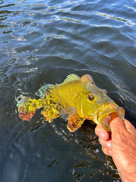 South Florida Peacock Bass