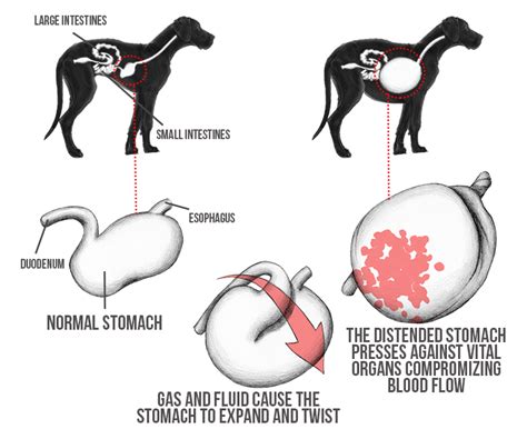 Gastropexy - Bloat - GDV - Nordhoff Veterinary Hospital