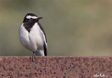 White Browed Wagtail Northern India Bird Images From Foreign Trips