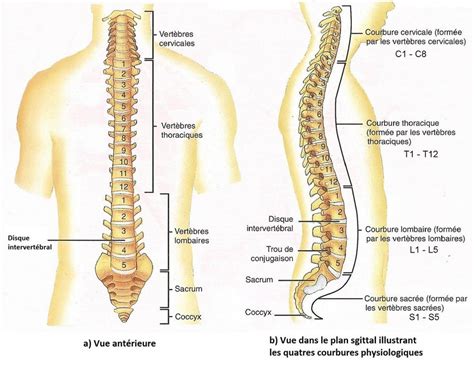 1 Schéma de la colonne vertébrale illustrant les quatres courbures