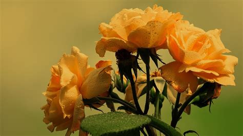 ¿qué Significa Regalar Flores Amarillas A Una Mujer