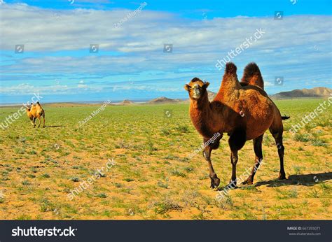 Bactrian Camels Camelus Bactrianus Gobi Desert Stock Photo 667355071 ...