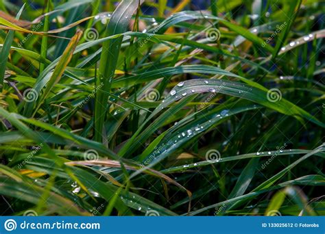 Primer De La Hierba Con Gotas De Lluvia Como Fondo Foto De Archivo