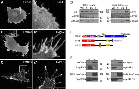 Cooperative Assembly Of Filopodia By The Formin Fmnl And I Bar Domain