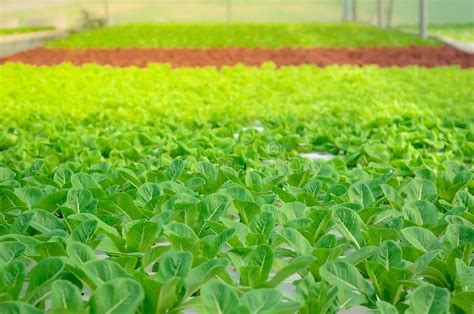 Growing Green Lettuce Or Organic Salad Vegetable With Hydroponic