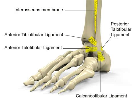 Lateral Ankle Ligaments