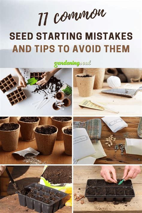 11 Common Seed Starting Mistakes and Tips to Avoid Them 