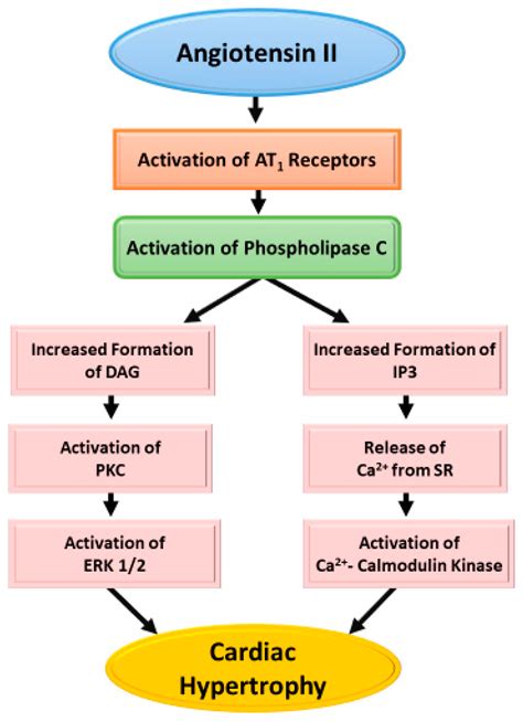 Cells Free Full Text Angiotensin Ii Induced Signal Transduction