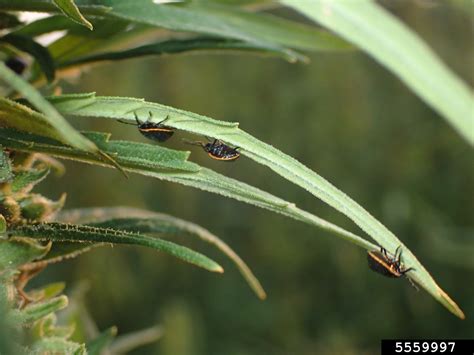 Conchuela Chlorochroa Ligata