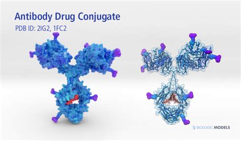 Antibody Drug Conjugate Biologic Models