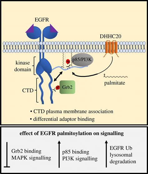 Model Of Signal Regulation By Egfr Palmitoylation Ligand Binding To