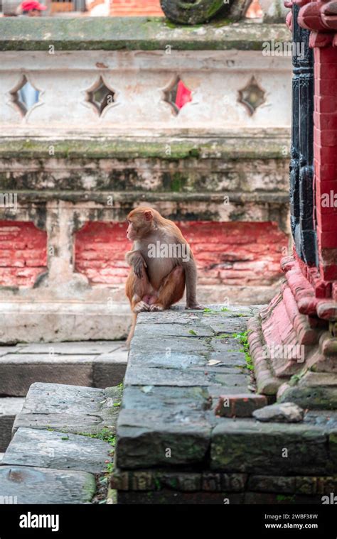 Los Monos Cierran El Templo Pashupatinath Cerca Del R O Bagmati Que