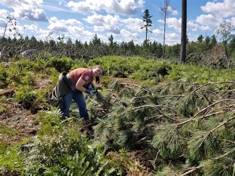 You Can Pick Pine Cones To Earn Money Help Dnr Reforest Michigan