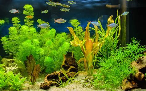 How To Tell If Current Is Too Strong For Your Aquarium Fish