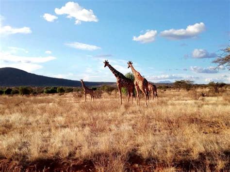 Nairobi National Park Half Day Game Drive Getyourguide