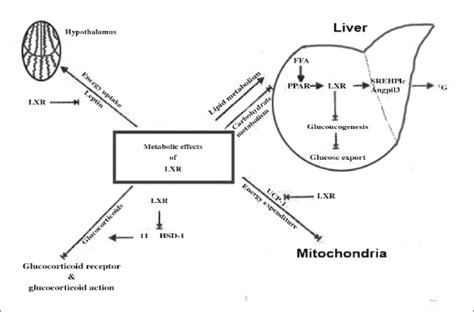 Metabolic Effects Of Lxrs Figure Shows That Lxrs Are Involved In Download Scientific Diagram