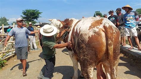 Simental Marlbor Warna Unik Buka Jt Pasar Sapi Boyolali Youtube