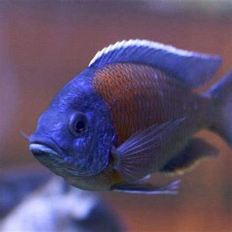 What Community Fish Can Live With African Cichlids DIY Seattle