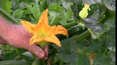 Vegetable Gardening Growing Zucchini Courgette How To Grow Youtube