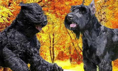 Black Russian Terrier Vs Giant Schnauzer Anything Terrier