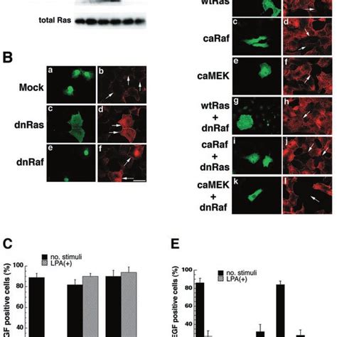 Western Blot Analysis Of Ectodomain Shedding Of Pro Hb Egf In Vero H