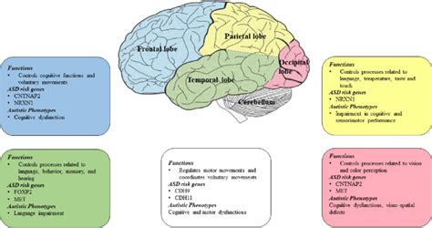 Diagram Showing Asd Risk Genes And Autistic Phenotypes Associated With Download Scientific