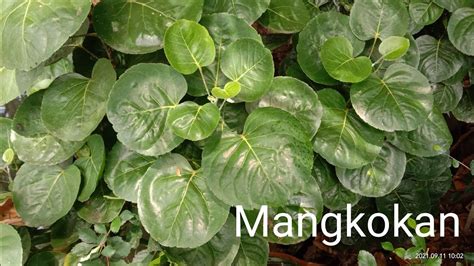 Polyscias Scutellaria Daun Mangkokan Shield Aralia Youtube