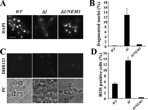 A Dapi And C Dihydrorhodamine 123 Dhr123 Staining Of The