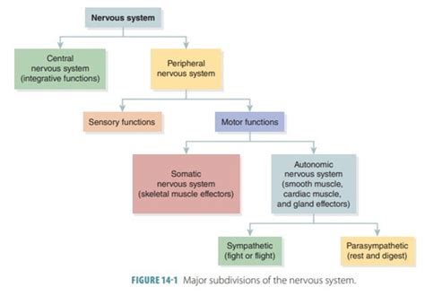 Autonomic Nervous System Flashcards Quizlet