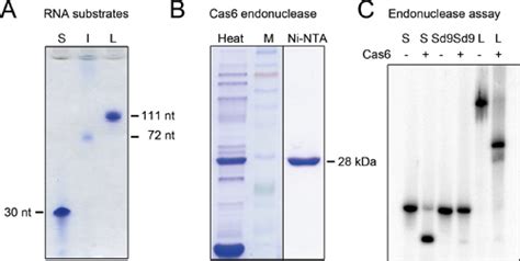 Generate Substrates For Endonucleases In CRISPR Cas Systems