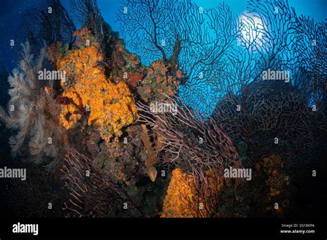 Coral Reefs On The Dutch Caribbean Island Of Saba Stock Photo Alamy