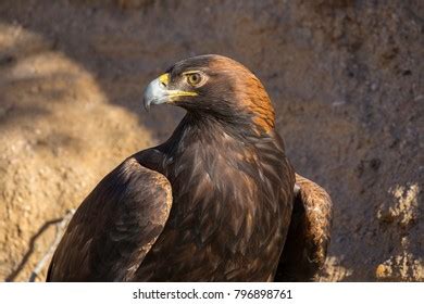 Golden Eagle Portrait Stock Photo (Edit Now) 796898761