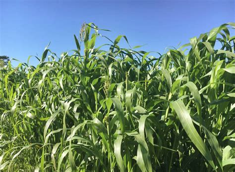 Sorghum Sudangrass Advance Cover Crops