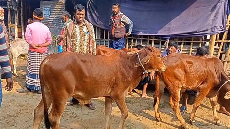 আজ ২০ ডিসেম্বর নরসিংদীর খামারী কেমন দামে শাহীওয়াল জাতের ষাঁড় বাছুর