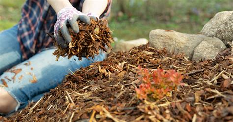 What Are The Benefits Of Using Bark Mulch In Your Garden