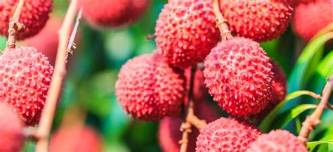 Lychee Fruit Benefits