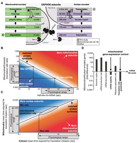 A Kinetic Dichotomy Between Mitochondrial And Nuclear Gene Expression