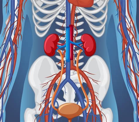 R Ntgenstraal Van Menselijk Lichaam Met Interne Organen Gratis Vector