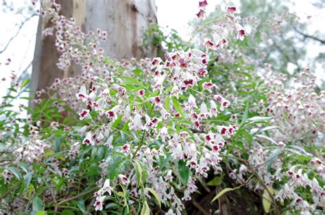 Pandorea Pandorana Wonga Vine 1024×678 Friends Of Tarra Bulga