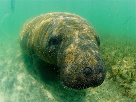 Aerial Survey Spots Record Number of Manatees - National Geographic