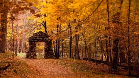 fall, Forest Wallpapers HD / Desktop and Mobile Backgrounds