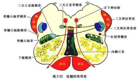 Medsci Cn