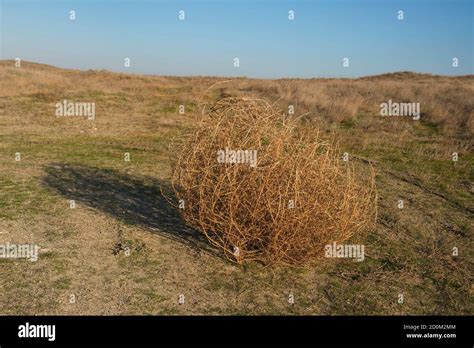 Deserted tumbleweed hi-res stock photography and images - Alamy