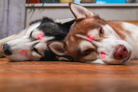 Two Cute Dogs Kissing