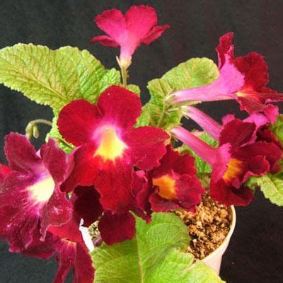 Streptocarpus Bristols Tropical Sunrise The Violet Barn African