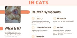 Anisocoria In Cats Symptoms Causes Treatments And Diagnosis