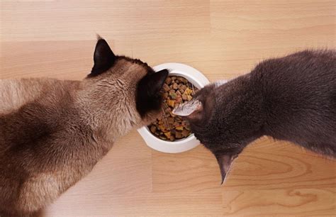 Alimento para gatos con problemas urinarios la solución perfecta