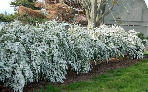 Buy Van Houtte Spirea Free Shipping Wilson Bros Gardens