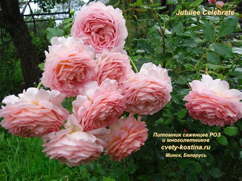 Jubilee Celebration | Купить саженцы в Минске: РОЗЫ, лилии, хосты ...